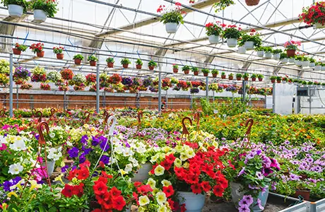 a greenhouse filled with flowers